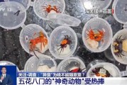 江阴@铲屎官们 养“异宠”或危害国家安全 这些行为违法了