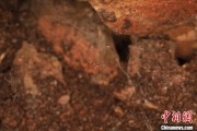 江阴江西发现蜘蛛新物种 为研究呵叻蛛属适应区域提供依据