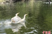 江阴吉林：罕见白鸬鹚连续两年“故地重游”