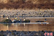 江阴歙县完成安徽首个县域生物多样性调查 共记录物种近4千种